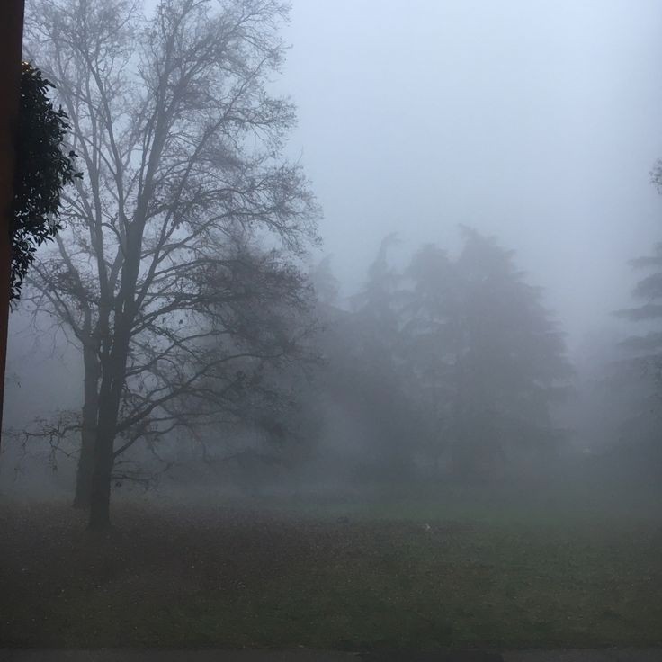 Создать мем: утро туман, туман туман, пейзаж туман