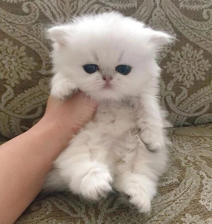 Create meme: Persian chinchilla, silver chinchilla fluffy cat, kittens silver chinchilla