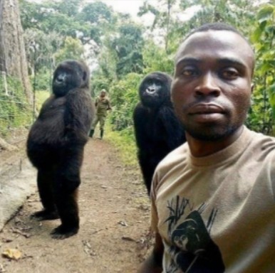 Create meme: mountain gorilla, gorilla selfie, two gorillas