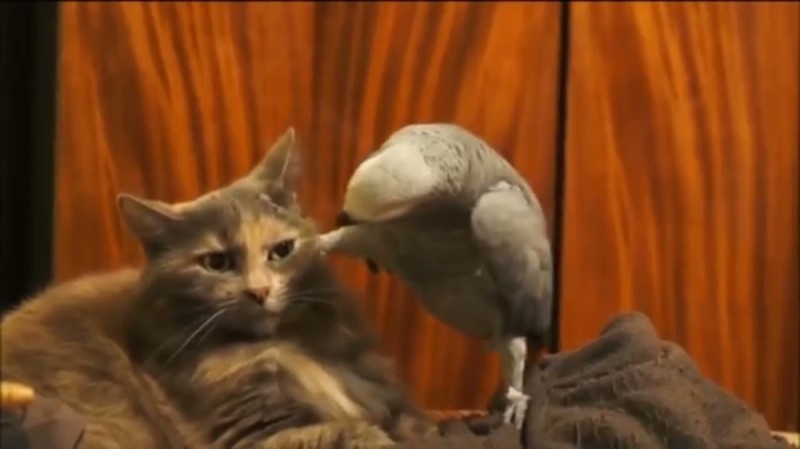 Create meme: cat and parrot, parrot interrogating the cat, cat and parrot