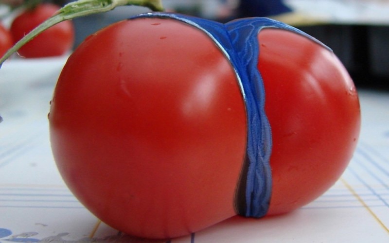 Create meme: tomato , tomato is funny, tomatoes of unusual shape
