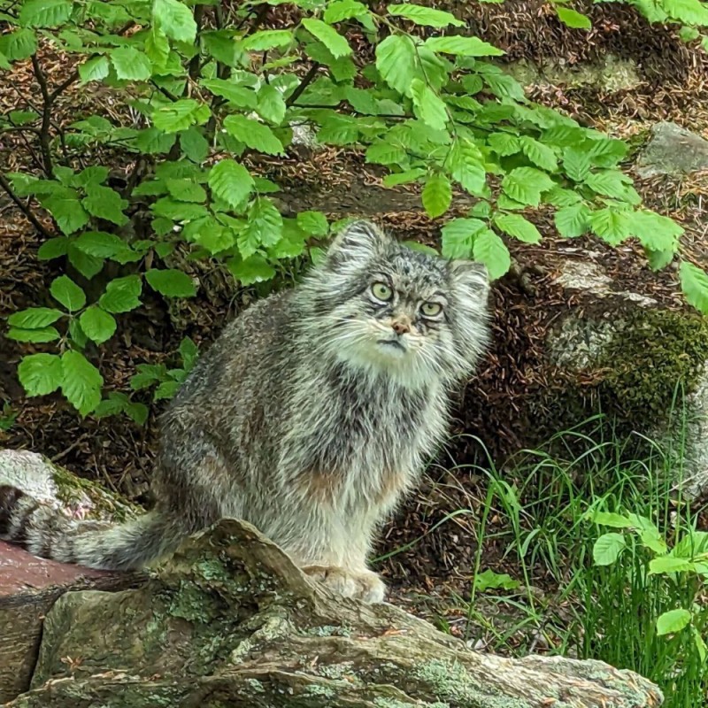 Create meme: manul , wild Pallas cat, cat manul 