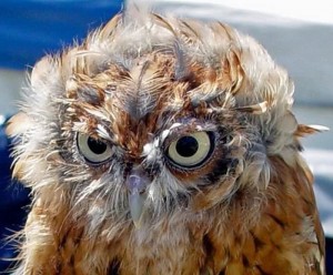 Create meme: owl owl, owl face, unhappy owl
