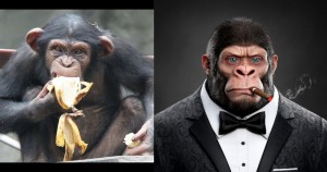 Создать мем: шимпанзе ухо, самец шимпанзе, обезьяна