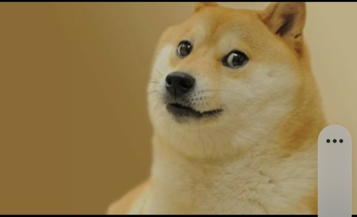 Create meme: doge dog breed, doge , Shiba inu meme