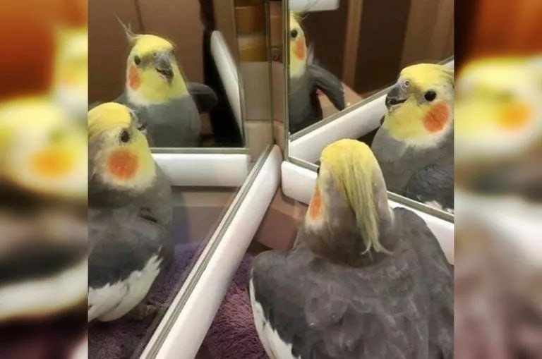 Create meme: Corella grey, Corella meme, parrot in the mirror meme
