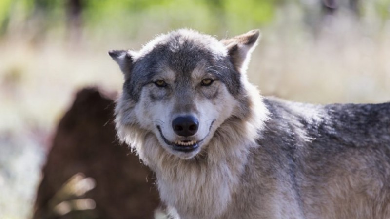 Create meme: wolf , grey wolf , wolf muzzle