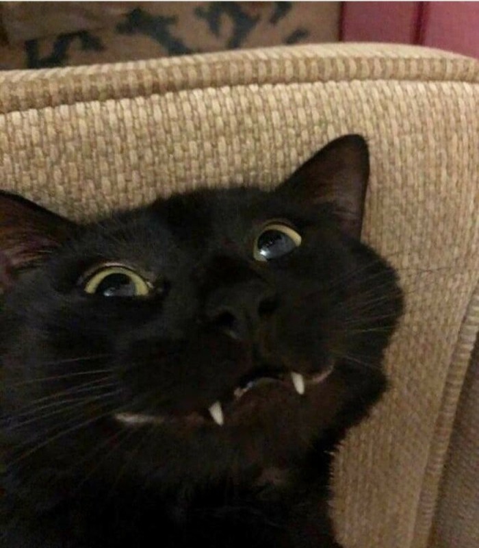 Create meme: cat , black cat shows tongue, cat with fangs