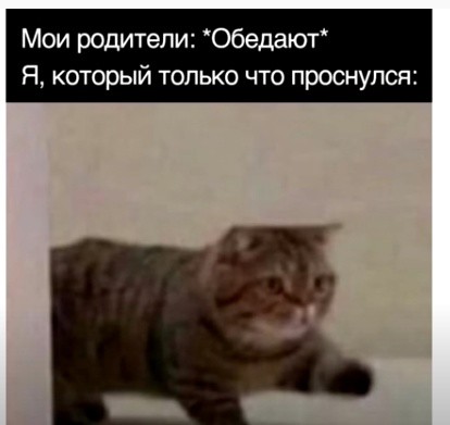 Создать мем: кошка, кот юмор, мем кот