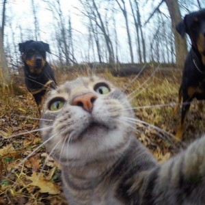 Создать мем: selfie, kucing, приколы в одноклассниках