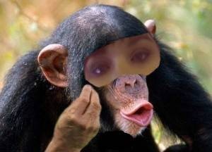 Create meme: lip chimpanzee, male chimpanzees, chimpanzee