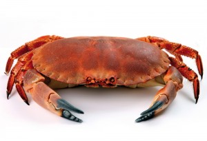 Create meme: crab mit, crabs photo live, crab