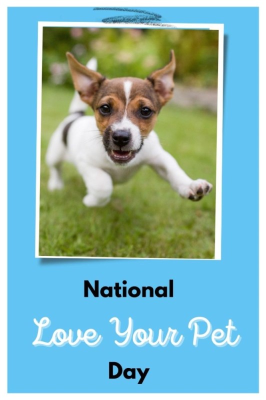 Create meme: jack russell puppy, breed Jack Russell, jack russell terrier small
