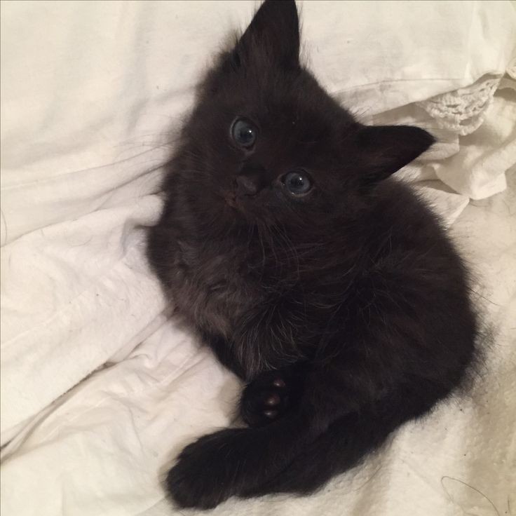Create meme: black kitten , little black kitten, maine coon kitten black