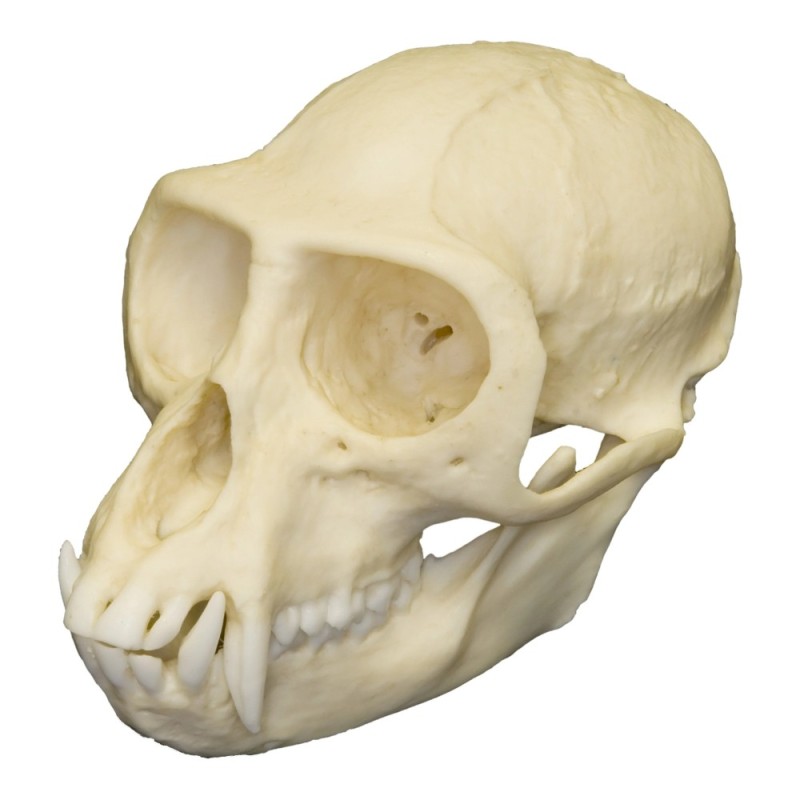 Create meme: The monkey's skull, the skull of a monkey in profile, The skull of a chimpanzee
