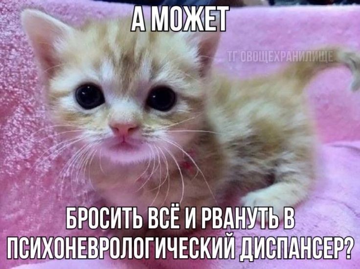 Создать мем: мемы с котятами, животные, эльгато котик