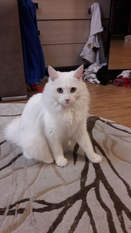 Create meme: cat , Angora cat, Turkish Angora cat