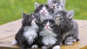 Создать мем: котята пушистые, три пушистых кота семейство, очаровательные котята
