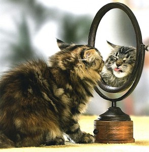 Создать мем: коты кошки, свет мой зеркальце, котенок в зеркале
