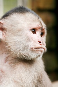 Create meme: white-fronted Capuchin, little Capuchin, a Capuchin monkey photo