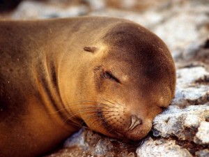 Создать мем: морды животных, животные, elephant seal