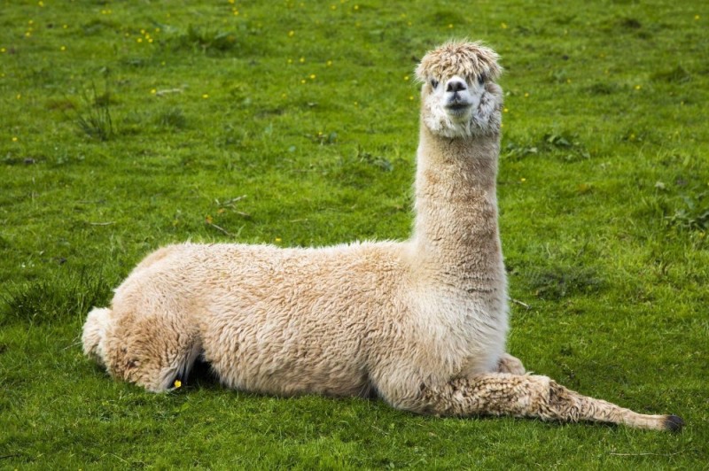 Create meme: Lama , llama alpaca guanaco vicuna, llamas and alpacas