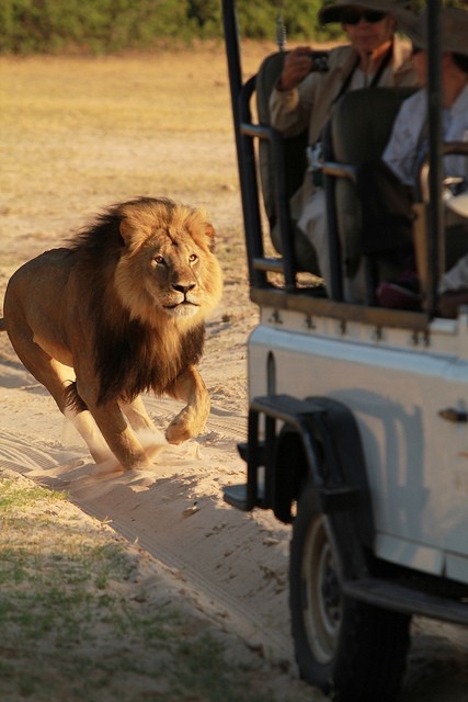 Создать мем: африка сафари львы, юар сафари, африка парк сафари лев