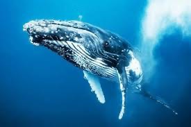 Create meme: animals, grey humpback whale, amazing animals 