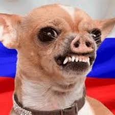 Создать мем: злая собака чихуа, чихуахуа, бешеная чихуахуа