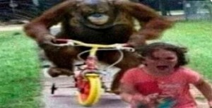 Create meme: monkey on a bike meme, happy monkey, monkey on a bike