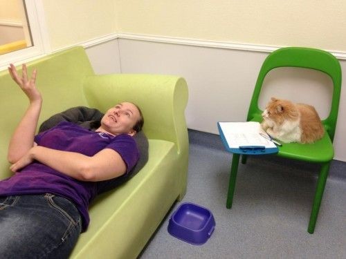 Создать мем: кот на кресле мем, кошка на психотерапии, кот психоаналитик