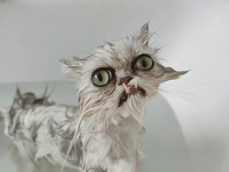 Create meme: wet grey cat, angry wet cat, persian chinchilla wilfred