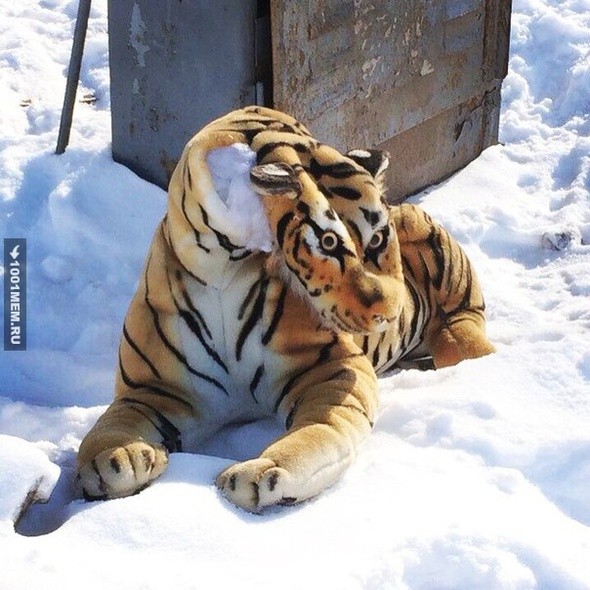 Создать мем: тигр зимой, упоротый тигр, тигр амурский