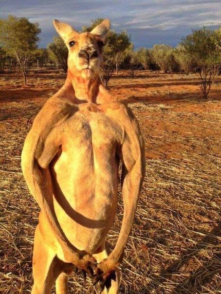 Создать мем: мускулистый кенгуру, самец кенгуру, накаченный кенгуру