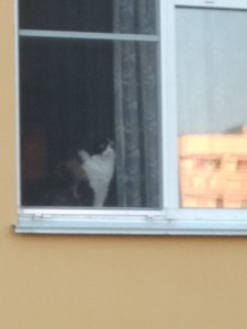 Создать мем: black cat window, из окна, увидел в окне