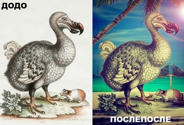 Create meme: Dodo , the dodo is an extinct bird, the Mauritius Dodo 