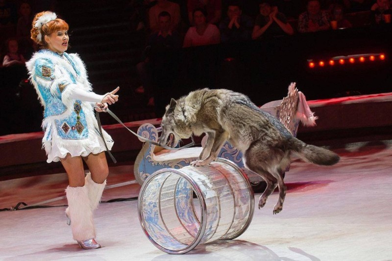 Create meme: the wolf in the circus, the wolf performs in the circus, The circus wolf