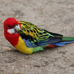 Create meme: Rozella, parrot Rosella