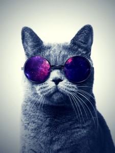 Create meme: cat, cat with glasses Wallpaper, cat