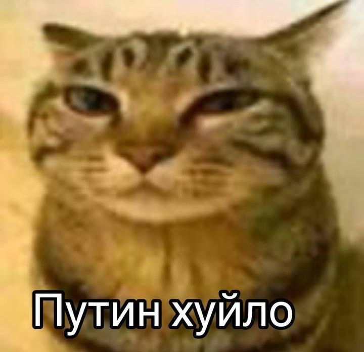 Create meme: meme of cute cat, cat, cats 
