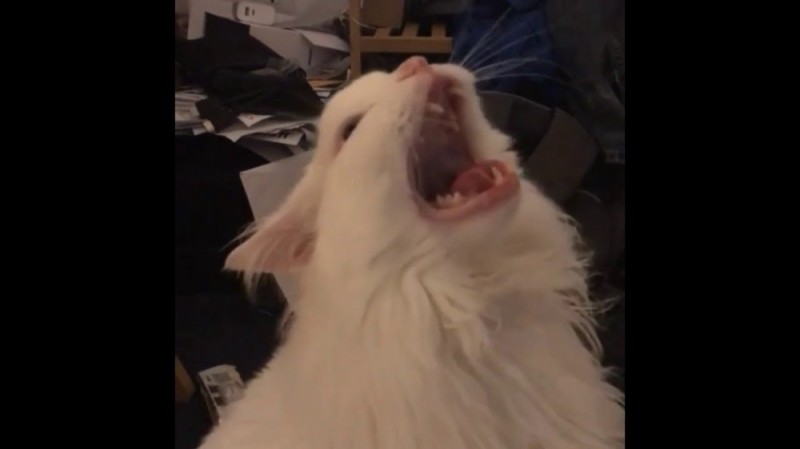 Create meme: screaming cat meme, screaming cat, white cat meme