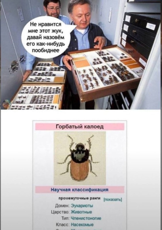 Create meme: the kaloed beetle, bugs, beetle 