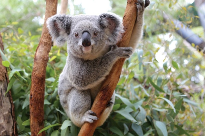Создать мем: koala, коала опасное животное, животные австралии коала