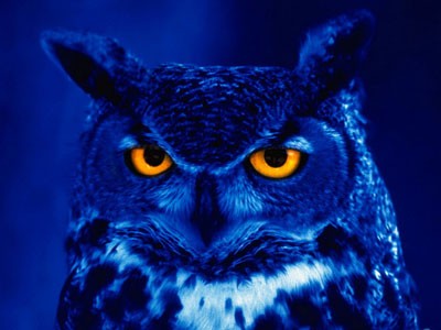Create meme: night owl, blue owl, owl at night