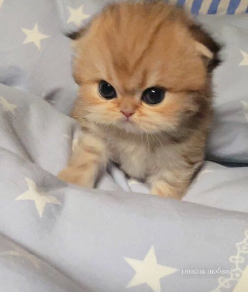 Create meme: animals cute, kitties , cute kittens