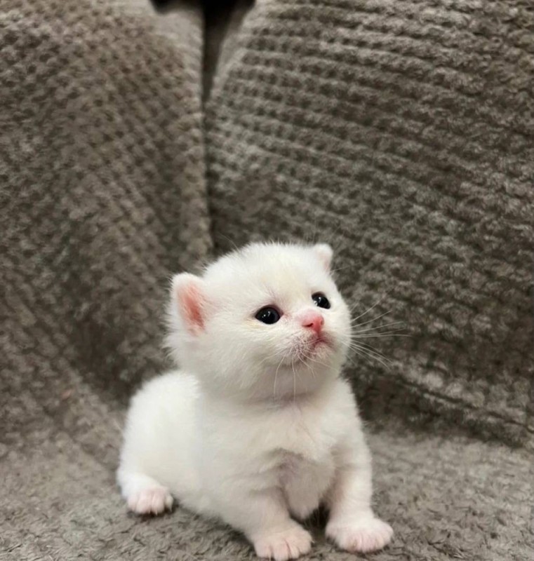 Создать мем: кремовый котенок, мейн кун белый котенок, британские короткошерстные котята