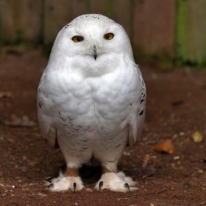 Create meme: snowy owl, white owl male