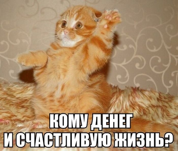 Create meme: fun with cats , cat , cats 