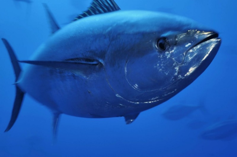 Create meme: tuna fish, tuna, bluefin tuna