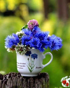 Создать мем: чай и васильки, красивый букет васильков, полевые цветы